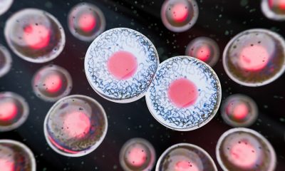 Stem cells - 3d rendered image. Human stem cells can differentiate into any other cell type. Medical research, science, microbiology concept.